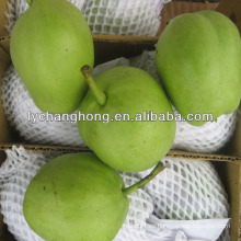 Proveedor de peras frescas temprano madura en China